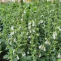 Kép 2/2 - Teucrium chamaedrys 'Album' / Sarlós gamandor