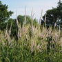 Kép 2/2 - Veronicastrum virginicum 'Lavendelturm' / Lila virágú virginiai veronika