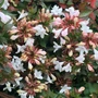 Kép 2/2 - Abelia grandiflora / Nagyvirágú tárnicslonc