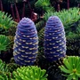 Kép 3/3 - Abies koreana / Koreai jegenyefenyő