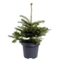 Kép 1/3 - Abies koreana / Koreai jegenyefenyő