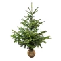 Kép 1/2 - Abies nordmanniana / Kaukázusi jegenyefenyő (földlabdás)