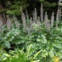 Kép 2/2 - Acanthus mollis / Medveköröm