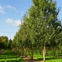 Kép 2/3 - Acer campestre / Mezei juhar