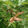Kép 3/3 - Acer campestre / Mezei juhar