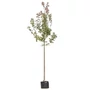 Kép 1/3 - Acer campestre / Mezei juhar