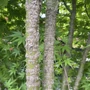 Kép 2/3 - Acer palmatum 'Arakawa'/ Rücsköskérgű japán juhar