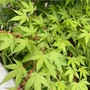 Kép 3/3 - Acer palmatum 'Arakawa'/ Rücsköskérgű japán juhar
