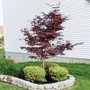 Kép 2/3 - Acer palmatum 'Bloodgood'/ Bordó levelű japán juhar