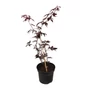 Kép 2/3 - Acer palmatum 'Bloodgood'/ Bordó levelű japán juhar
