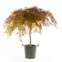 Kép 1/2 - Acer palmatum 'Stella Rossa' (syn. 'Red Star') / Bordó, szeldelt levelű japán juhar