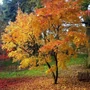 Kép 3/3 - Acer palmatum 'Orange Dream'/ Sárgászöld levelű japán juhar