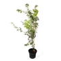 Kép 1/3 - Acer palmatum 'Seiryu'/ Zöld szeldelt levelű japán juhar