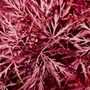 Kép 2/2 - Acer palmatum 'Stella Rossa' (syn. 'Red Star') / Bordó, szeldelt levelű japán juhar