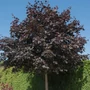 Kép 1/3 - Acer platanoides 'Crimson King' / Vérjuhar fa