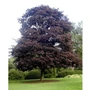 Kép 2/3 - Acer platanoides 'Crimson King' / Vérjuhar fa