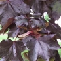 Kép 3/3 - Acer platanoides 'Crimson King' / Vérjuhar fa
