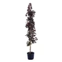 Kép 2/3 - Acer platanoides 'Crimson King' / Vérjuhar fa