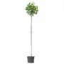 Kép 1/2 - Acer platanoides 'Globosum' / Gömb juharfa (földlabdás, 8-10)
