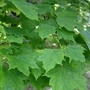 Kép 4/4 - Acer platanoides 'Olmsted' / Oszlopos korai juhar