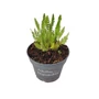 Kép 1/2 - Achillea filipendulina / Jószagú cickafark