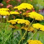 Kép 2/2 - Achillea filipendulina / Jószagú cickafark