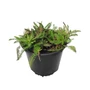 Kép 1/2 - Achillea 'Lachschönheit' / Közönséges cickafark