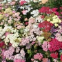 Kép 2/2 - Achillea millefolium 'Colorado mix' / 'Colorado mix' közönséges cickafark