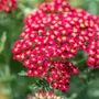 Kép 2/2 - Achillea millefolium 'Desert Eve Deep Rose' / Rózsaszín virágú közönséges cickafark