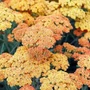 Kép 2/2 - Achillea millefolium 'Desert Eve Terracotta' / Narancssárga virágú közönséges cickafark
