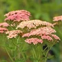 Kép 2/2 - Achillea 'Lachschönheit' / Közönséges cickafark