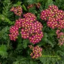 Kép 2/2 - Achillea millefolium 'Milly Rock Cherry' / Cseresznyepiros virágú közönséges cickafark