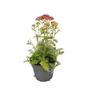 Kép 1/2 - Achillea millefolium 'Milly Rock Cherry' / Cseresznyepiros virágú közönséges cickafark