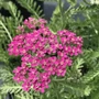 Kép 2/2 - Achillea millefolium 'Milly Rock Pink' / Rózsaszín virágú közönséges cickafark