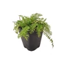 Kép 1/2 - Achillea millefolium 'Paprika' / Piros virágú közönséges cickafark