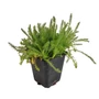 Kép 1/2 - Achillea millefolium 'Desert Eve Yellow' / Sárga virágú közönséges cickafark
