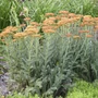 Kép 2/2 - Achillea millefolium 'Sassy Summer Sunset' / Narancsvörös virágú közönséges cickafark