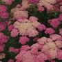 Kép 2/2 - Achillea millefolium 'Sassy Summer Taffy' / Rózsaszín virágú közönséges cickafark