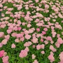 Kép 2/2 - Achillea millefolium 'Skysail Bright Pink' / Közönséges cickafark