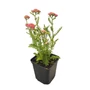 Kép 1/2 - Achillea millefolium 'Skysail Bright Pink' / Közönséges cickafark