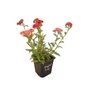 Kép 1/2 - Achillea millefolium 'Skysail Fire' / Közönséges cickafark