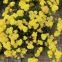 Kép 2/2 - Achillea millefolium 'Skysail Yellow' / Közönséges cickafark
