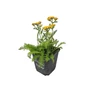 Kép 1/2 - Achillea millefolium 'Skysail Yellow' / Közönséges cickafark