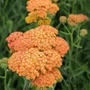 Kép 2/2 - Achillea millefolium 'Terracotta' / Narancssárga virágú közönséges cickafark