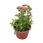 Kép 1/2 - Achillea millefolium 'Appleblossom' / Rózsaszín virágú közönséges cickafark