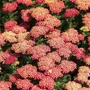 Kép 2/2 - Achillea millefolium 'Skysail Fire' / Közönséges cickafark