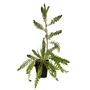 Kép 1/2 - Achillea filipendulina 'Parkers Varietät' / Jószagú cickafark