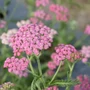 Kép 3/3 - Achillea millefolium 'Tutti Frutti Pink Grapefruit' / Rózsaszín virágú közönséges cickafark