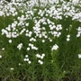 Kép 2/2 - Achillea ptarmica 'The Pearl' / Kenyérbél cickafark
