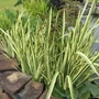 Kép 2/2 - Acorus calamus 'Variegatus' / Tarka levelű orvosi kálmos